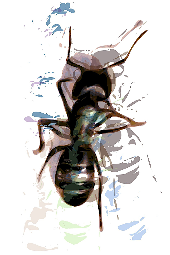 ant art - click on image to return