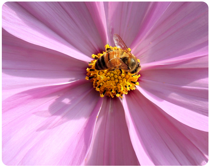 bee on a wildflower - click on image to return