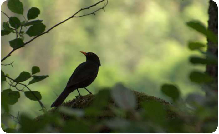blackbird in a forest - click on image to return