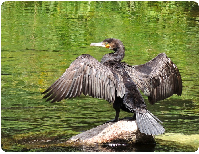 cormorant - click on image to return