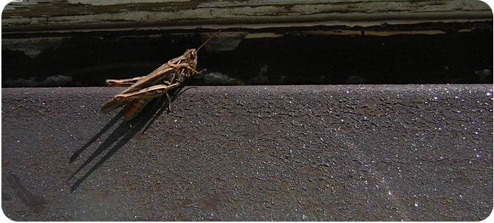 praying mantis - click on image to return