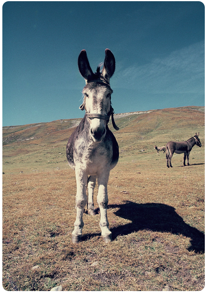 donkey - click on image to return