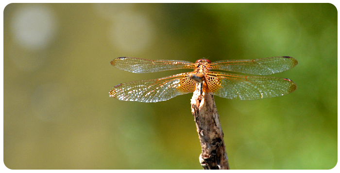 dragonfly - click on image to return