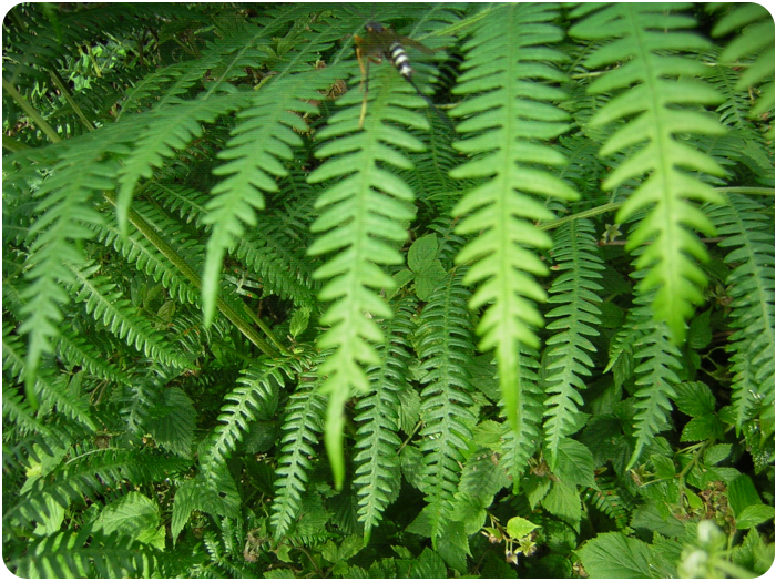 fern bug - click on image to return