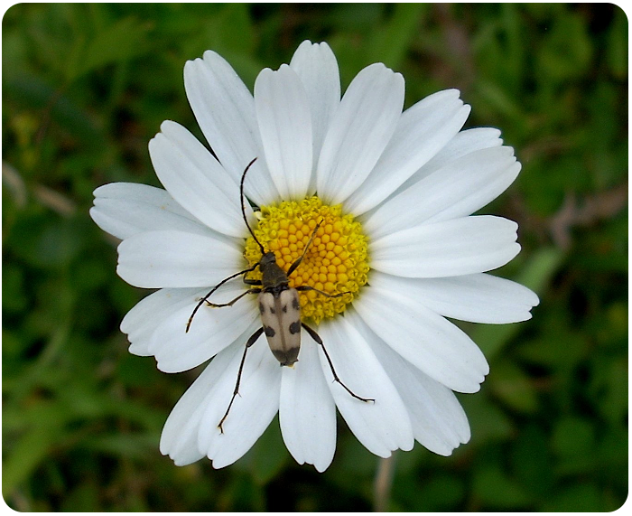 insect on a daisy - click on image to return