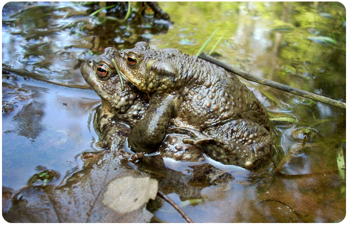 frogs mating - click on image to return