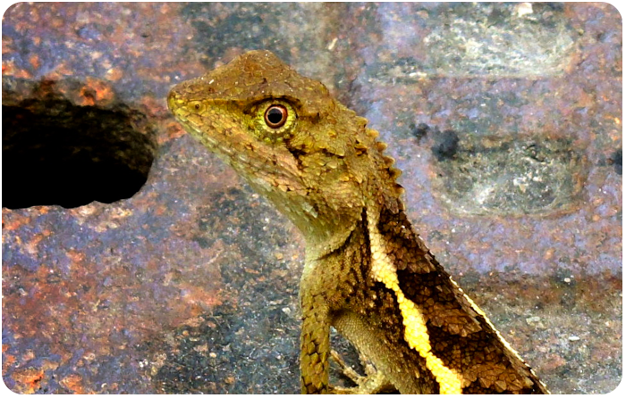 gecko - click on image to return