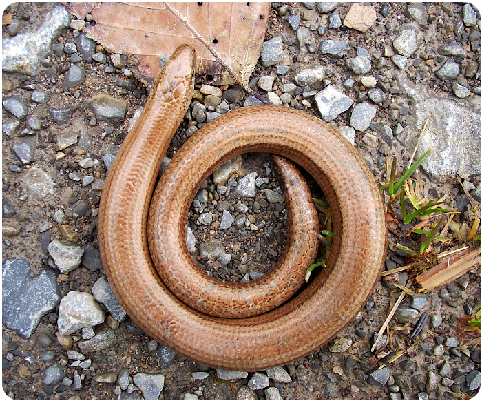 glass lizard - click on image to return