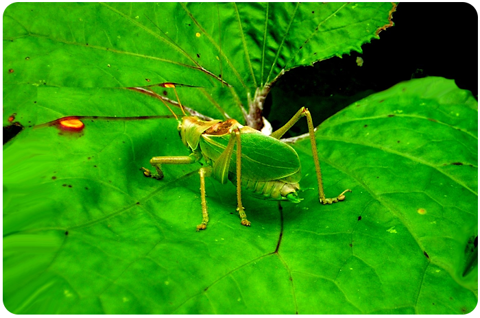 grasshopper- click on image to return