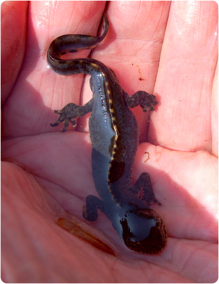 crested newt- click on image to return