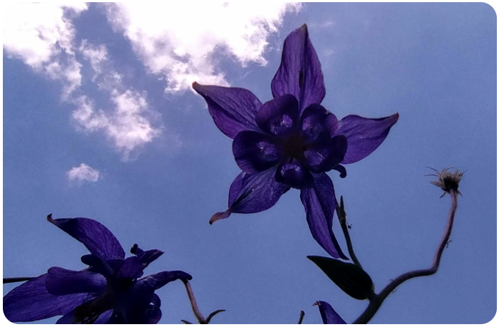 purple flower - click on image to return