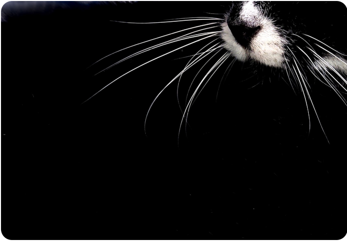cat whiskers - click on image to return